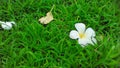 Plumeria flowers falling on the green grass