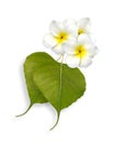 Plumeria flowers and fig leaves