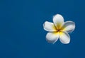 Plumeria flowers Royalty Free Stock Photo