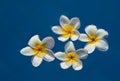 Plumeria flowers Royalty Free Stock Photo