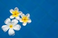 Plumeria flowers Royalty Free Stock Photo