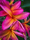 Plumeria flowers in garden Royalty Free Stock Photo