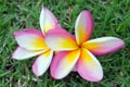 Plumeria flowers on the grass (Other names are frangipani, Apocynaceae, Nerium oleander, white plumeria, Leelavadee, Lunthom) Royalty Free Stock Photo