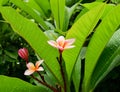 Fresh pink Plumeria flowers after the rain. Royalty Free Stock Photo