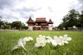 Plumeria flowers on the lawn and Thai houses with blurred background Royalty Free Stock Photo