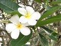 Plumeria flowers in the morning