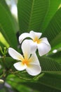 Plumeria Royalty Free Stock Photo