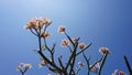 Plumeria beautiful flower background