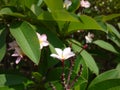 Close up image of a stunning beautiful Plumeria flowers.