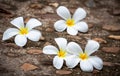 Plumeria flowers placed on a cement concrete floor. Royalty Free Stock Photo