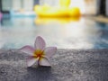 Plumeria flowers are placed on the edge of the pool Royalty Free Stock Photo