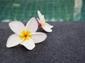 Plumeria flowers are placed on the edge of the pool Royalty Free Stock Photo