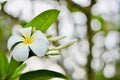 Plumeria flowers receive light in the morning.