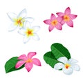 Plumeria flowers set. Pink and white blooming floral with leaves and in group. Tropical flowers collection for greeting cards and Royalty Free Stock Photo