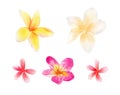 Plumeria flowers set. Watercolor botanical illustration with pink, white and yellow tropical flowers Royalty Free Stock Photo