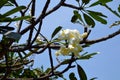 Plumeria flowers on the sky background