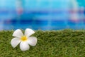 Plumeria flowers spa near swimming pool, relax and healthy care. Royalty Free Stock Photo