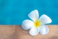 Plumeria flowers spa near swimming pool, relax and healthy care. Royalty Free Stock Photo