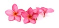 Plumeria flowers spa stones. Royalty Free Stock Photo