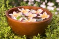 Plumeria flowers , spa tub on natural background. Royalty Free Stock Photo