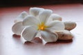 Plumeria flowers Royalty Free Stock Photo