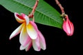 Plumeria flowers on tree (Other names are frangipani, Apocynaceae, Nerium oleander, white plumeria, Leelavadee, Lunthom) Royalty Free Stock Photo