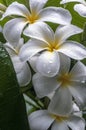 Plumeria flowers after the tropical rain.