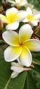 Plumeria flowers very beautiful Royalty Free Stock Photo