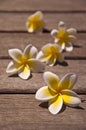 Plumeria flowers on wooden floor Royalty Free Stock Photo