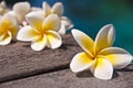 Plumeria flowers on wooden floor, blue water Royalty Free Stock Photo