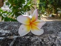 A single fragipani flower on an old temple wall