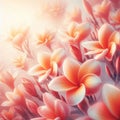 Plumeria Frangipani: Abstract Soft Sweet Orange Flower Background Royalty Free Stock Photo