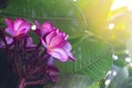 Plumeria, Frangipani, Beautiful pink flower bouquet in the garden