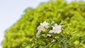 Plumeria Frangipani, Champa, Amapola, and Temple Tree are other name