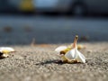 Plumeria Frangipani fallen lying on the ground