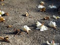 Plumeria Frangipani fallen lying on the ground