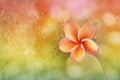 Plumeria or frangipani flower with abstract blurred background r Royalty Free Stock Photo