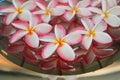 Plumeria or Frangipani flower floating in water in aluminium tray. Spa concept of blooming flowers Royalty Free Stock Photo