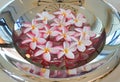 Plumeria or Frangipani flower floating in water in aluminium tray. Spa concept of blooming flowers