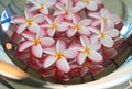 Plumeria or Frangipani flower floating in water in aluminium tray. Spa concept of blooming flowers