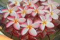 Plumeria or Frangipani flower floating in water in aluminium tray. Spa concept of blooming flowers