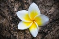 Plumeria or Frangipani flower on timber Royalty Free Stock Photo
