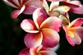 Plumeria, Frangipani flower on tree. Great yellow, Pink flowers, in a tropical setting against a green background on Bali in Ubud Royalty Free Stock Photo