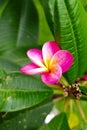 Plumeria, Frangipani flower on tree. Great yellow, Pink flowers, in a tropical setting against a green background on Bali in Ubud Royalty Free Stock Photo