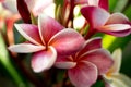 Plumeria, Frangipani flower on tree. Great yellow, Pink flowers, in a tropical setting against a green background on Bali in Ubud Royalty Free Stock Photo