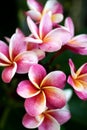 Plumeria, Frangipani flower on tree. Great yellow, Pink flowers, in a tropical setting against a green background on Bali in Ubud Royalty Free Stock Photo