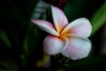 Plumeria, Frangipani flower on tree. Great yellow, Pink flowers, in a tropical setting against a green background on Bali in Ubud Royalty Free Stock Photo