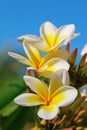 Plumeria (Frangipani) flowers