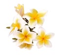 Plumeria and frangipani flowers isolated on white background Royalty Free Stock Photo