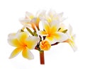 Plumeria and frangipani flowers isolated on white background Royalty Free Stock Photo